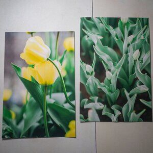 2x Floral Fine Art Prints - Green and Yellow Tulips in Stockholm, Sweden